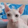 呆熊猫