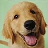 金毛评测犬