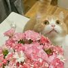 爱吃香菜的猫