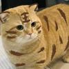 兜兜