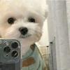 廿