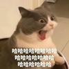 莓有烦恼的乔伊