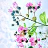 开发区晓凡老师（语文学习+全科规划）