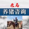 老马养猪咨询【短视频】