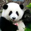 大金看熊猫