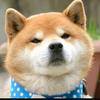 青葵娱乐