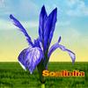 Sonlinlia