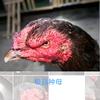 小陈精品斗鸡