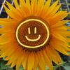 向日葵🌻