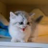 宁乡莫急猫德馆