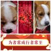 彳 亍  用户166290