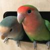 鹦鹉养殖爱好者