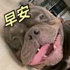 你的暖男KK【恶霸犬】
