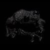 BLACKFROG