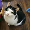 MY CAT