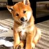 躺躺人