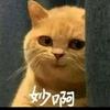 眠兔