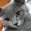 一只叫老雷的猫