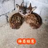 秦岭麝香养殖