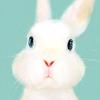 rabbit👑☁