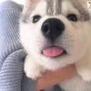 咚咚锵