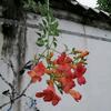 春光无限