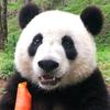 熊猫玩游戏