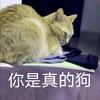 一只橘猫