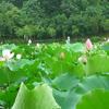 小涛声