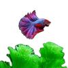 沐一水族个体店优选