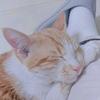 猫粮换猪