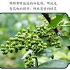 🇨🇳{石阡}🏌花椒哥