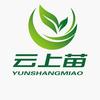 云上苗  湖南云湘原农业