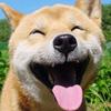 西瓜讲动物