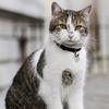 唐宁街上的猫