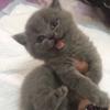 关不住的猫