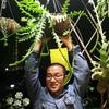 安可与植物