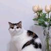 《一茶一猫》