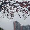李兰兰