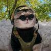 音乐的猫
