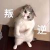 老巫婆的猫