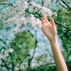茉莉花