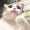 猛男七哥