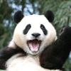关爱大熊猫