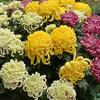 菊花满堂彩