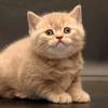 令人印象深刻的猫