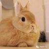 一群兔子