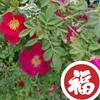 蓝色月光