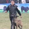 爱贝宠物训犬学校