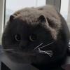 银河臭猫OvO